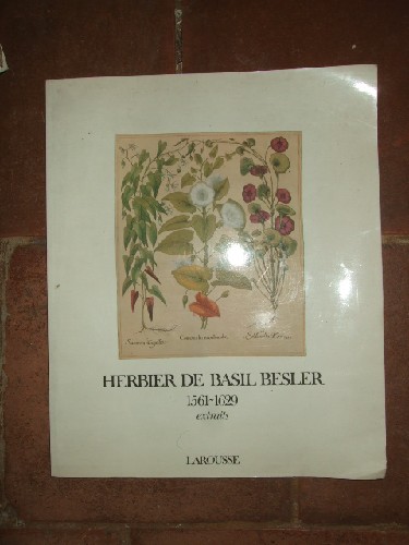 Herbier de Basil Besler 1561-1629. extraits.